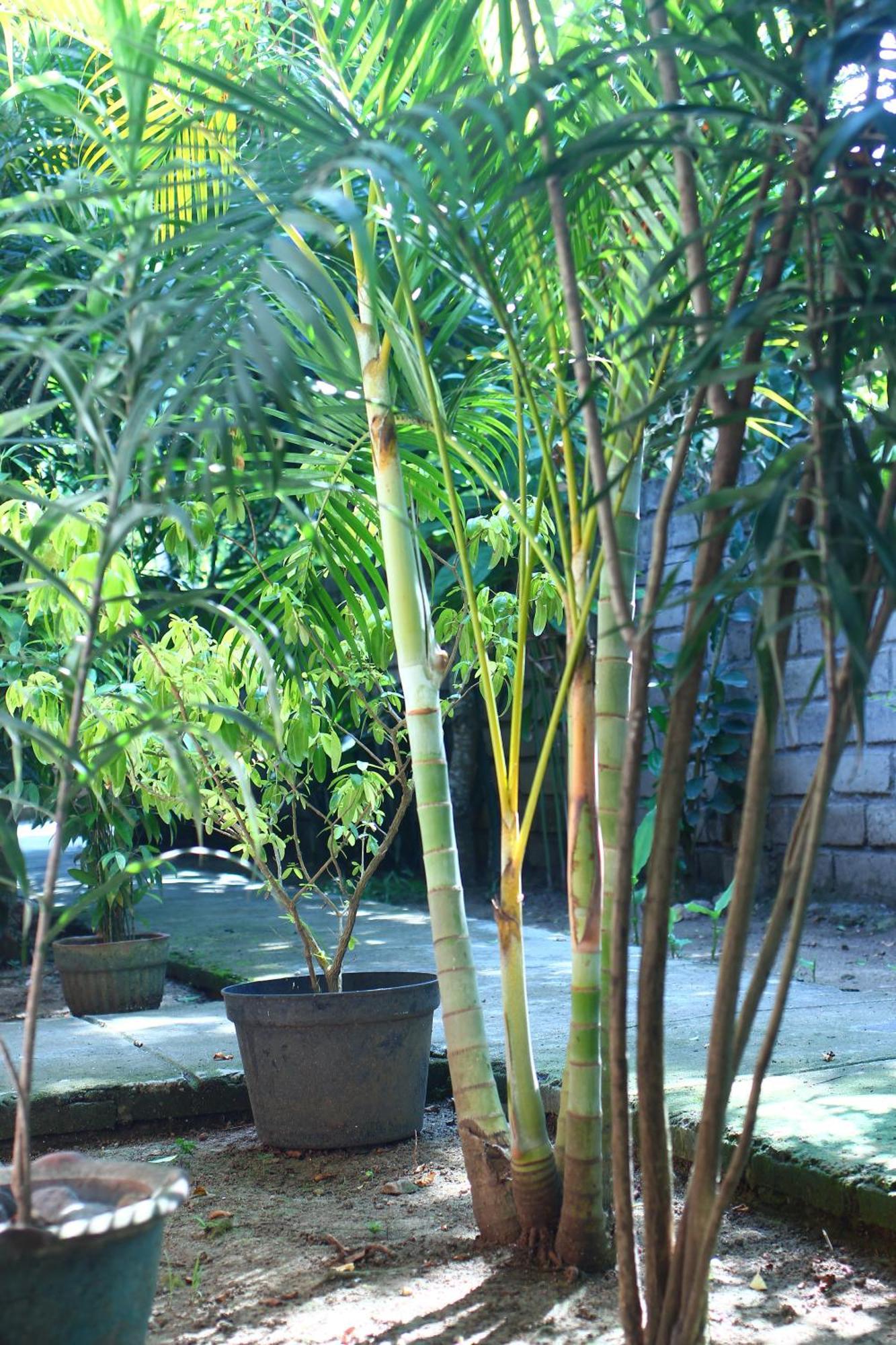 Three V Homestay Kuta  Extérieur photo